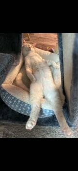 Domestic Short Hair Cats Available for Adoption - Cooper | PetCurious