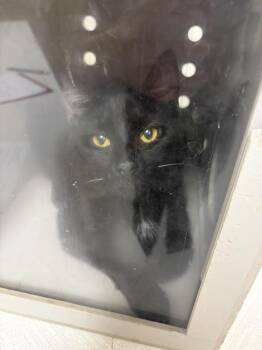 Lux -  Domestic Short Hair Cat Available for Adoption in Greenfield, Indiana - Lux | PetCurious