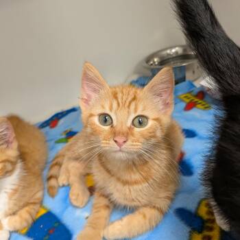Wooly -  American Shorthair Cat for Adoption in Jeffersonville, Indiana - Wooly | PetCurious