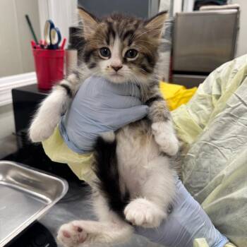Dover -  Domestic Long Hair Cat for Adoption in Pekin, Illinois - Dover | PetCurious