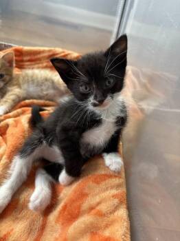 Domestic Short Hair Cats Available for Adoption in Meriden, Connecticut - Sprout | PetCurious