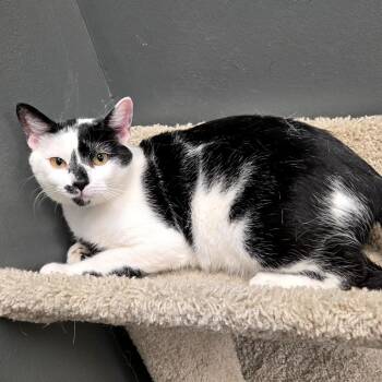 Spotty -  Domestic Short Hair Cat for Adoption in Buffalo, New York - Spotty | PetCurious
