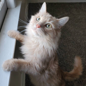 Rescue Domestic Long Hair Cats for Adoption in Marseilles, Illinois - Rowan | PetCurious