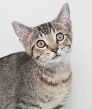 Dave is a kitten darling -  Bengal and Tabby Cat for Adoption in Bedford Hills, New York - Dave Is A Kitten Darling | PetCurious