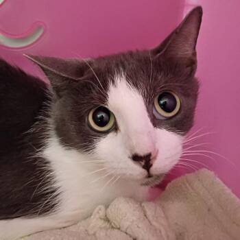 Domestic Short Hair Cats Available for Adoption - Catwyn | PetCurious