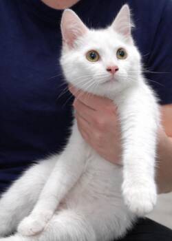 Domestic Medium Hair Cats Available for Adoption in Quincy, Ohio - Sykes | PetCurious