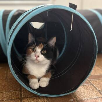 Rescue Domestic Short Hair Cats for Adoption in Cleveland, Ohio - Heidi | PetCurious