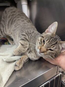 Rescue Domestic Short Hair Cats for Adoption in Santa Rosa, California - Edward | PetCurious