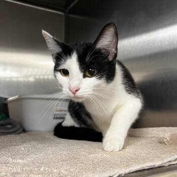 Ranch -  Domestic Short Hair Cat for Adoption in Harrisville, West Virginia - Ranch | PetCurious
