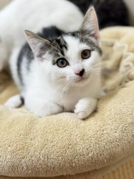 Rescue Domestic Short Hair Cats for Adoption in Hackensack, Minnesota - Chickadee | PetCurious