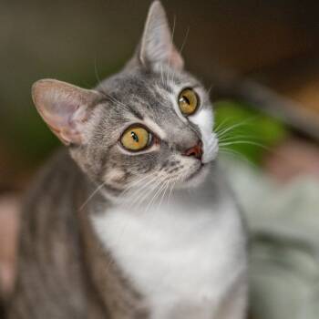 Luna -  Domestic Short Hair Cat for Adoption in Hilton Head Island, South Carolina - Luna | PetCurious