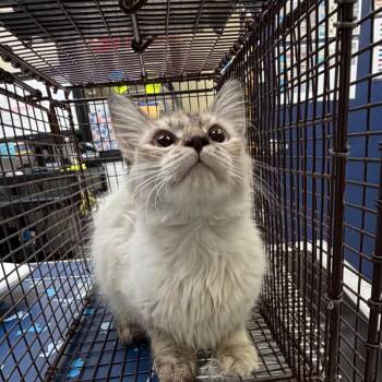 Spaghetti -  Siamese Cat for Adoption in Galveston, Texas - Spaghetti | PetCurious