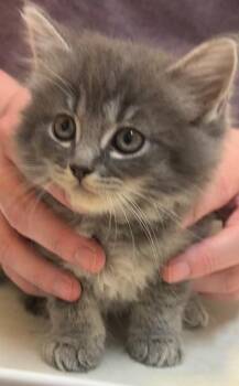 DANNY -  Domestic Long Hair Cat for Adoption in Elizabethton, Tennessee - DANNY | PetCurious