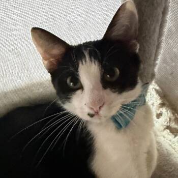 Kendall - Chino Hills Location -  Domestic Medium Hair Cat for Adoption in Chino Hills, California - Kendall - Chino Hills Location | PetCurious