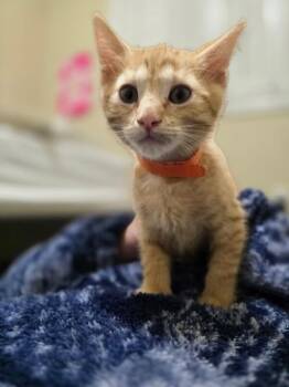 Ron - Harry Potter -  Tabby Cat for Adoption in Anthem, Arizona - Ron - Harry Potter | PetCurious