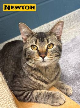 Domestic Short Hair Cats Available for Adoption in Valparaiso, Indiana - Newton | PetCurious