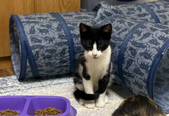 Panda -  Domestic Short Hair Cat for Adoption in Faribault, Minnesota - Panda | PetCurious