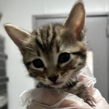 Cosmo -  Domestic Medium Hair Cat for Adoption in Taos, New Mexico - Cosmo | PetCurious