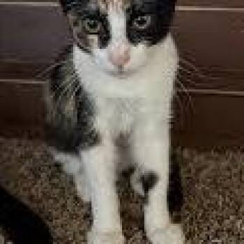 Panda -  Calico Cat for Adoption in Bentonville, Arkansas - Panda | PetCurious