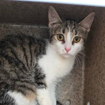 Princess Victoria -  Domestic Short Hair Cat for Adoption in Philadelphia, Pennsylvania - Princess Victoria | PetCurious