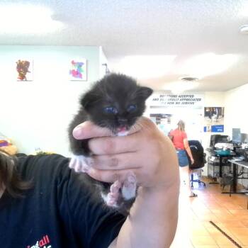 Winston -  Domestic Short Hair Cat for Adoption in Coachella, California - Winston | PetCurious