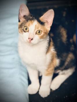 Rescue Domestic Short Hair Cats for Adoption in Jackson, Georgia - Zuma | PetCurious