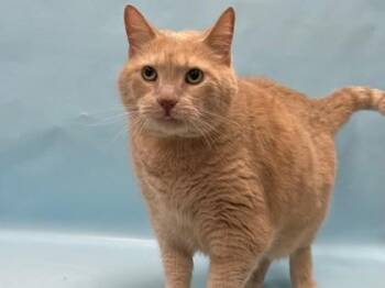 Freddy -  Domestic Short Hair Cat for Adoption in Minneapolis, Minnesota - Freddy | PetCurious
