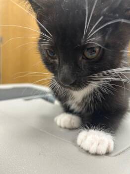 Oreo -  Domestic Short Hair Cat for Adoption in Hartsville, South Carolina - Oreo | PetCurious