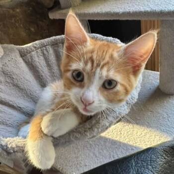 Tiki -  Tabby Cat for Adoption in Grand Rapids, Michigan - Tiki | PetCurious