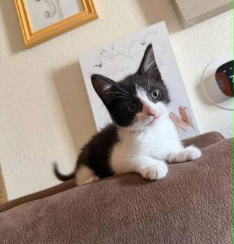 Pebbles -  Domestic Short Hair Cat for Adoption in Indianapolis, Indiana - Pebbles | PetCurious