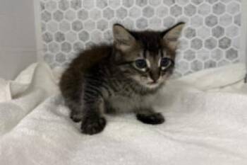 Domestic Short Hair Cats Available for Adoption in Largo, Florida - Ved | PetCurious