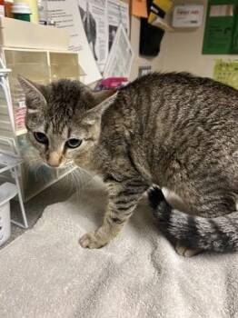 Domestic Short Hair Cats Available for Adoption in Bellingham, Washington - Lotta | PetCurious