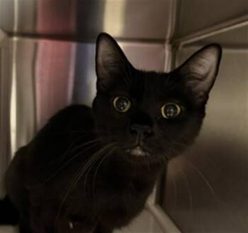 POPLAR -  Domestic Short Hair Cat for Adoption in St. Louis, Missouri - POPLAR | PetCurious