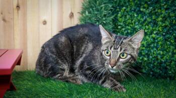 Maple -  Tabby Cat for Adoption in Lucas, Texas - Maple | PetCurious