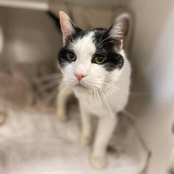 Domestic Short Hair Cats Available for Adoption in Philadelphia, Pennsylvania - Chicklit | PetCurious