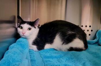 NUBBINS -  Domestic Short Hair Cat for Adoption in St. Peters, Missouri - NUBBINS | PetCurious