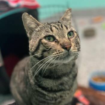 Domestic Short Hair Cats Available for Adoption - A134656 | PetCurious
