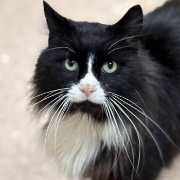 Domestic Long Hair Cats Available for Adoption in Batavia, New York - Oreo | PetCurious