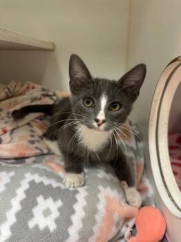 Sheldon (Cora) -  Domestic Short Hair Cat for Adoption in Johnson City, Tennessee - Sheldon (Cora) | PetCurious