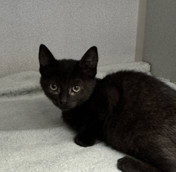 Rescue Domestic Short Hair Cats for Adoption in Napa, California - Johnna | PetCurious