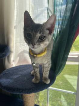 Domestic Short Hair Cats Available for Adoption in Manchester, Maryland - Solomon | PetCurious