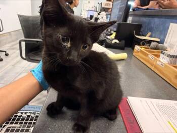 A1266407 -  Domestic Short Hair Cat for Adoption in Charlotte, North Carolina - A1266407 | PetCurious
