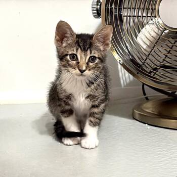 Paisley -  American Shorthair and Tabby Cat for Adoption in Houston, Texas - Paisley | PetCurious