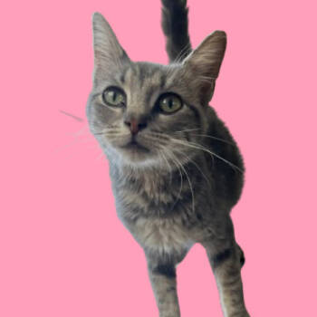 Rescue Domestic Short Hair Cats for Adoption in Tuscaloosa, Alabama - Trisha | PetCurious