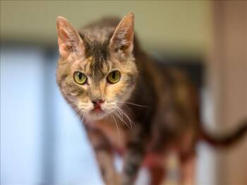 MIMI -  Domestic Short Hair Cat for Adoption in Santa Fe, New Mexico - MIMI | PetCurious