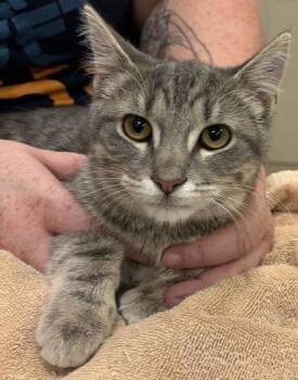 Matthew -  Domestic Short Hair Cat for Adoption in Fishers, Indiana - Matthew | PetCurious