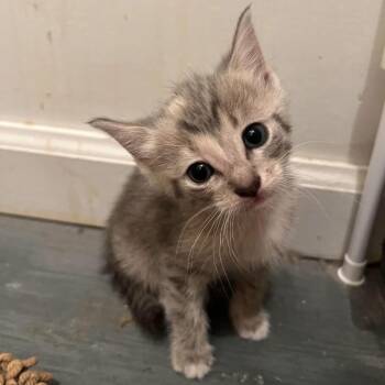 Shalah -  Domestic Short Hair Cat for Adoption - Shalah | PetCurious