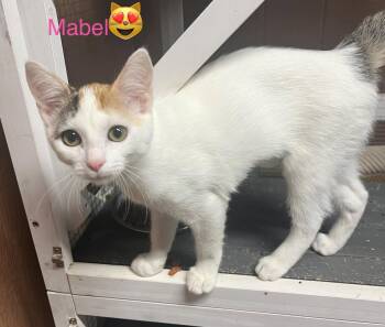 Mabel -  Domestic Short Hair Cat for Adoption in Phoenix, Arizona - Mabel | PetCurious