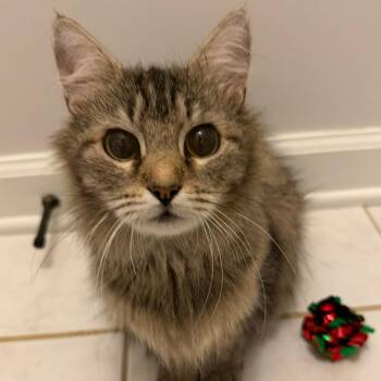 Domestic Medium Hair Cats Available for Adoption in Cumming, Georgia - Mercedes | PetCurious