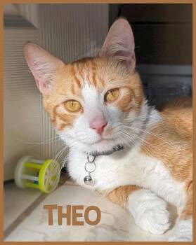 Theo -  Domestic Short Hair Cat for Adoption in Los Angeles, California - Theo | PetCurious